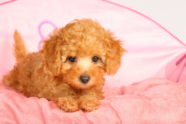 "Miniature poodle .Studio portrait of a young  dog , poodle puppy.  Very shallow DOF ."